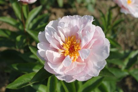 Pfingstrose Pink Vanguard Paeonia Hybride